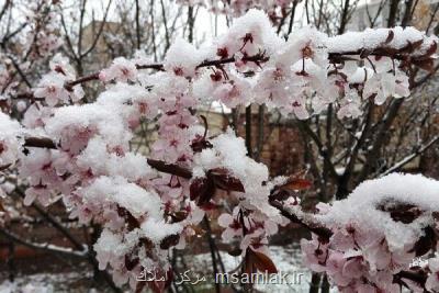 احتمال خسارت به گلخانه ها و شكستن شاخه های درختان