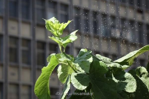 سفیدبالک ها، حشراتی که روزگار شهر را سیاه می کنند