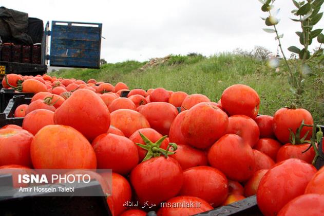 حذف عوارض صادراتی گوجه فرنگی زراعی از 15 بهمن