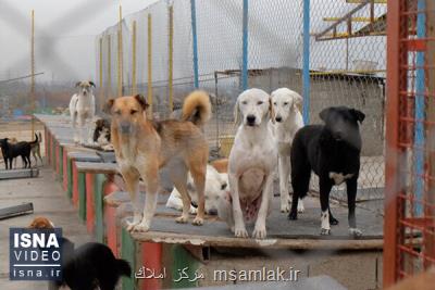 رفع نقصها نقاهتگاه سگ های بدون صاحب كهریزك تا 10 روز دیگر